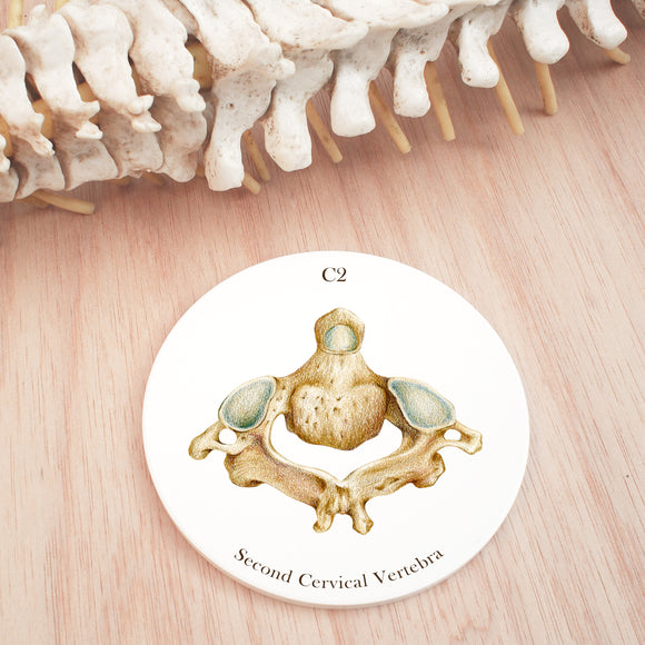 2nd Cervical Vertebra Ceramic Coaster