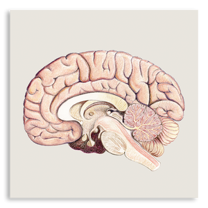 Art Print-Cross Section of Brain