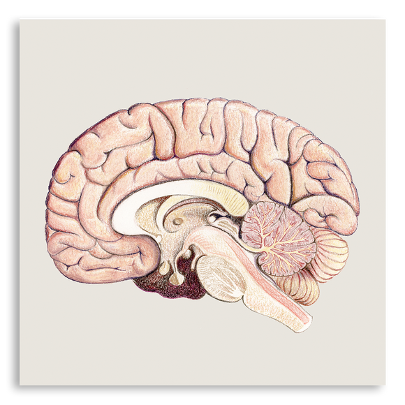 Art Print-Cross Section of Brain