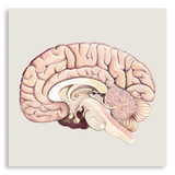 Art Print-Cross Section of Brain