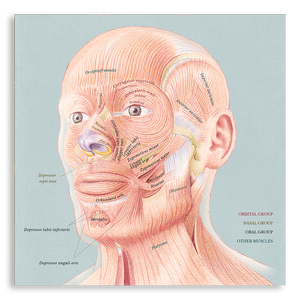 Art Print- Facial Muscles