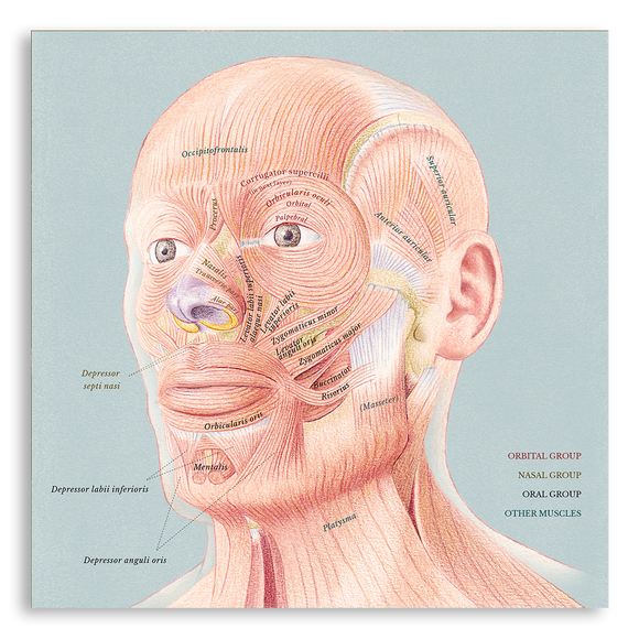 Art Print- Facial Muscles