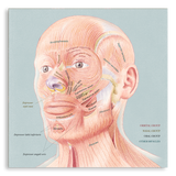 Art Print- Facial Muscles