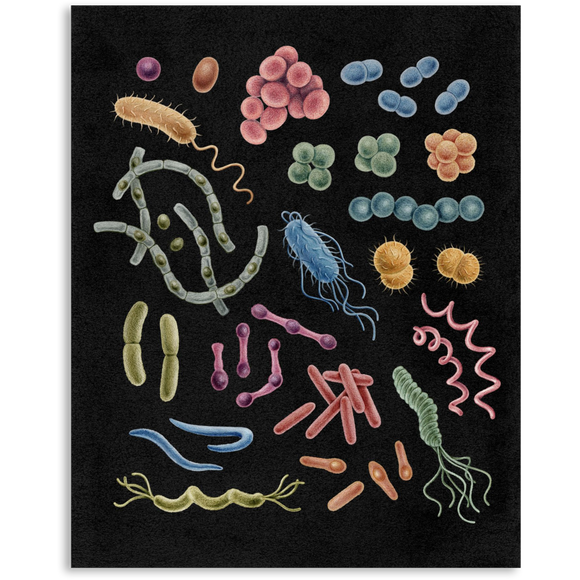 Premium Vertical Art Print- Bacteria