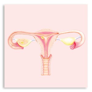 Art Print- Uterus