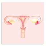 Art Print- Uterus
