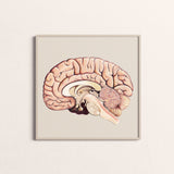 Art Print-Cross Section of Brain