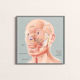 Art Print- Facial Muscles