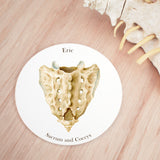 Sacrum and Coccyx Vertebra Coaster