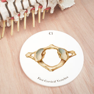 1st Cervical Vertebra Ceramic Coaster