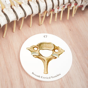 7th Cervical Vertebra Ceramic Coaster