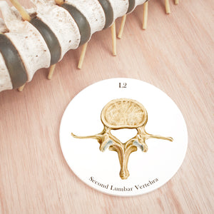 2nd Lumbar Vertebrae Coaster