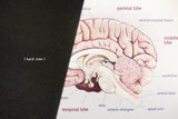 Brain Anatomy Mouse Pad