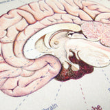 Brain Anatomy Mouse Pad