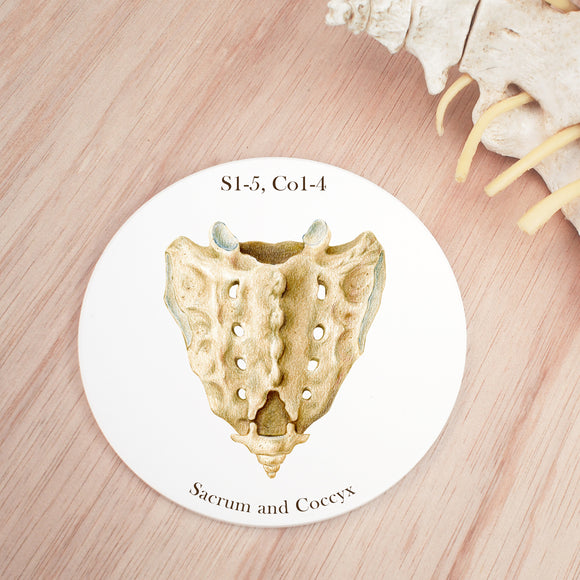 Sacrum and Coccyx Vertebra Coaster