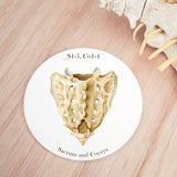 Sacrum and Coccyx Vertebra Coaster