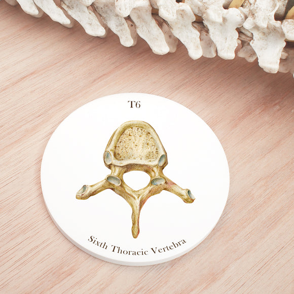 6th Thoracic Vertebrae Coaster