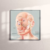 Art Print- Facial Muscles