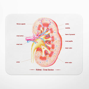 Kidney Anatomy Mouse Pad