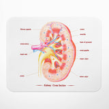 Kidney Anatomy Mouse Pad