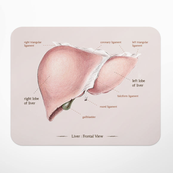 Liver Anatomy Mouse Pad