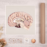 Art Print-Cross Section of Brain