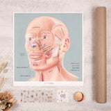 Art Print- Facial Muscles