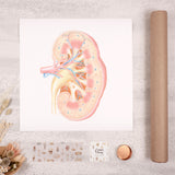 Art Print-Kidney