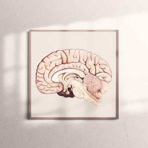 Art Print-Cross Section of Brain